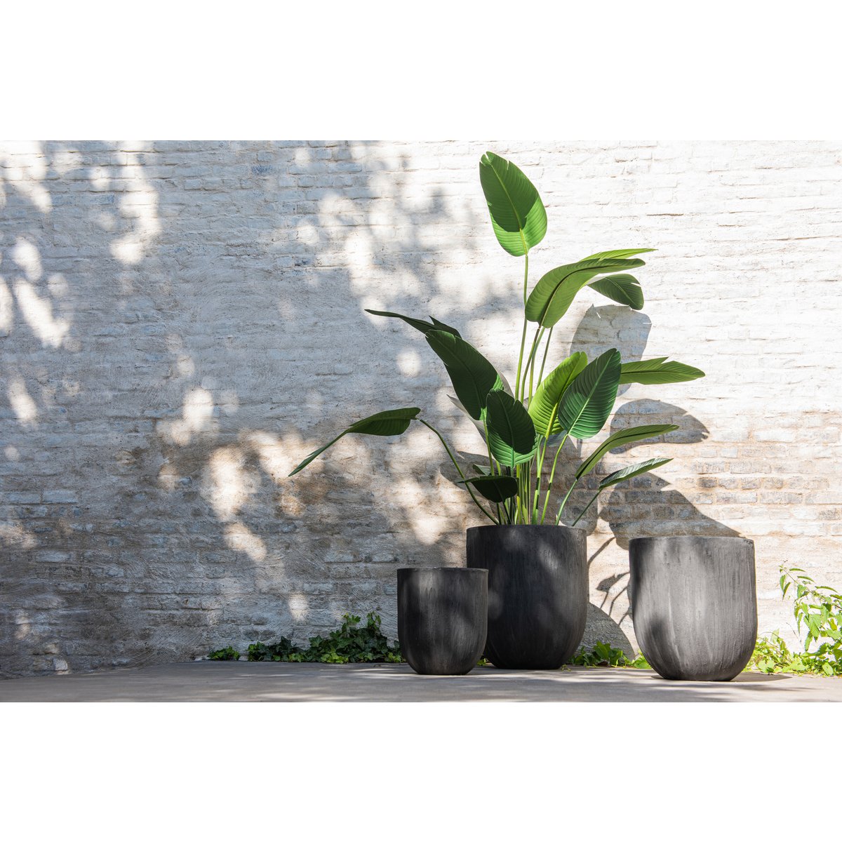 J-Line Strelitzia medium