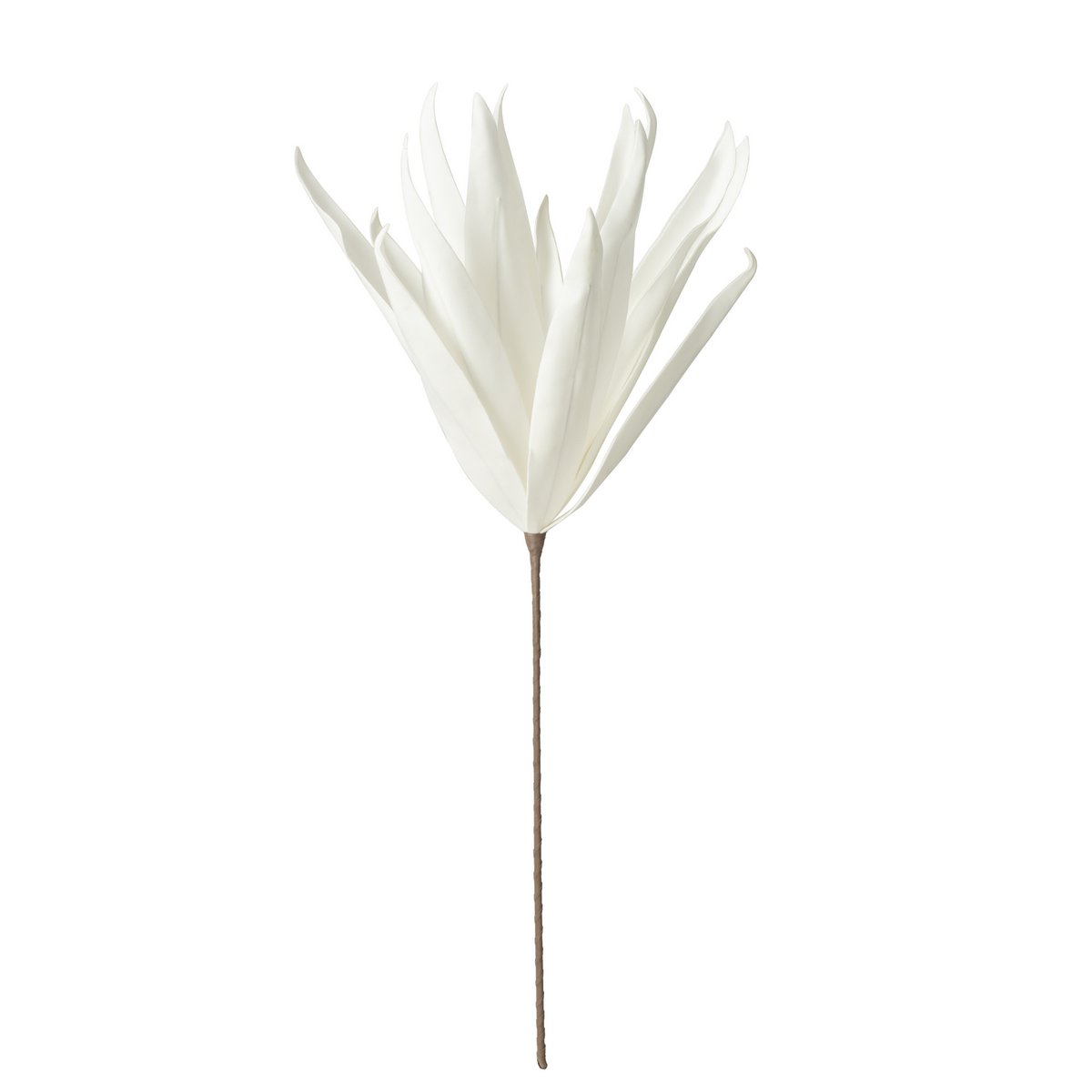 Bloem Tak Eva met lange bladeren wit