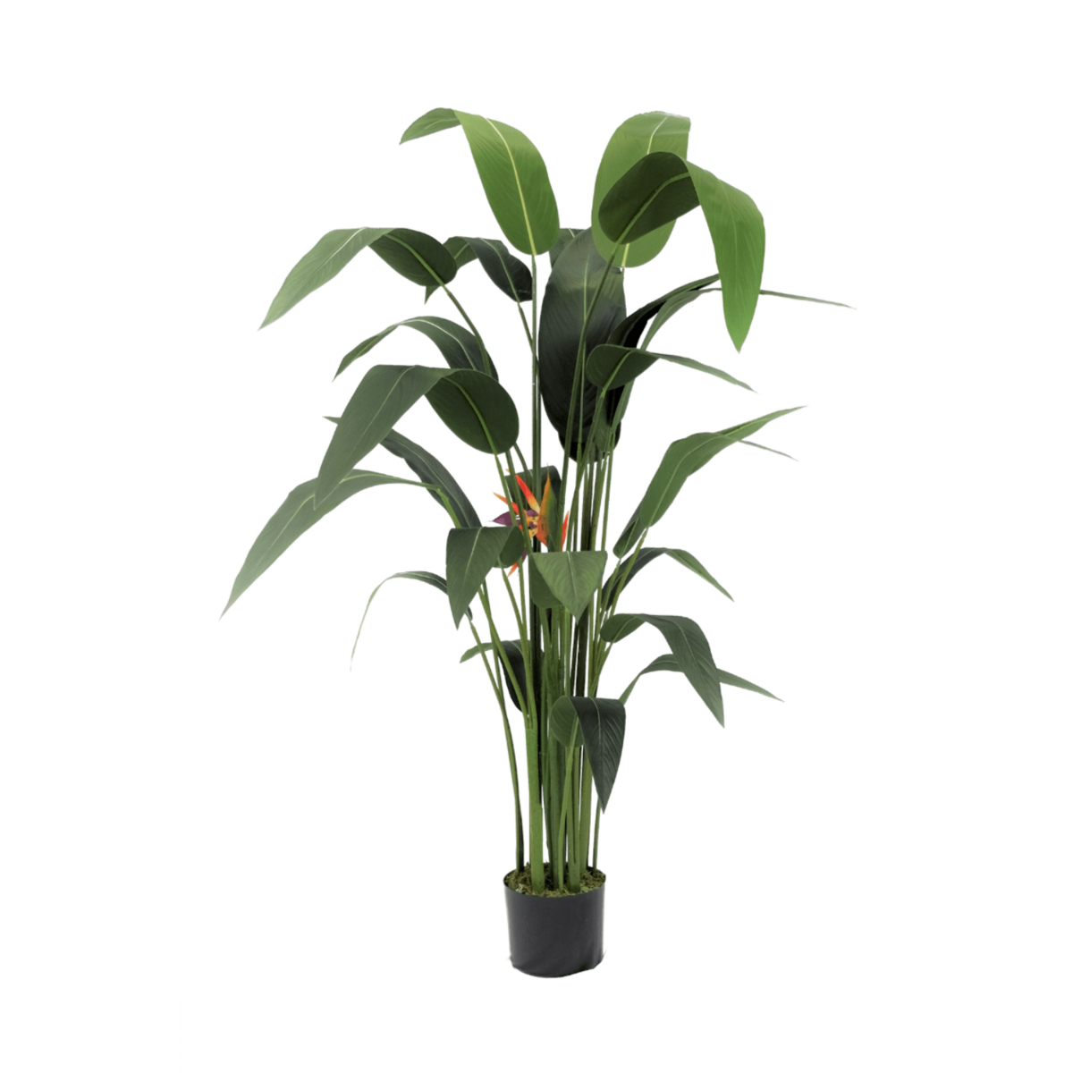 Strelitzia Kunstpflanze mit Blüte 160cm