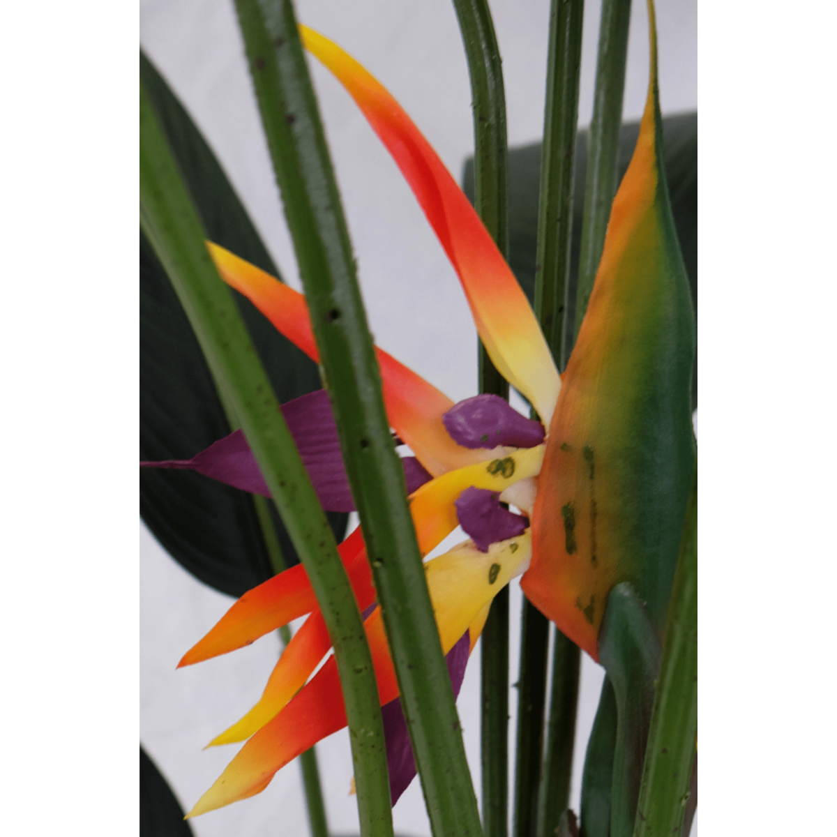 Strelitzia Kunstpflanze mit Blüte 160cm
