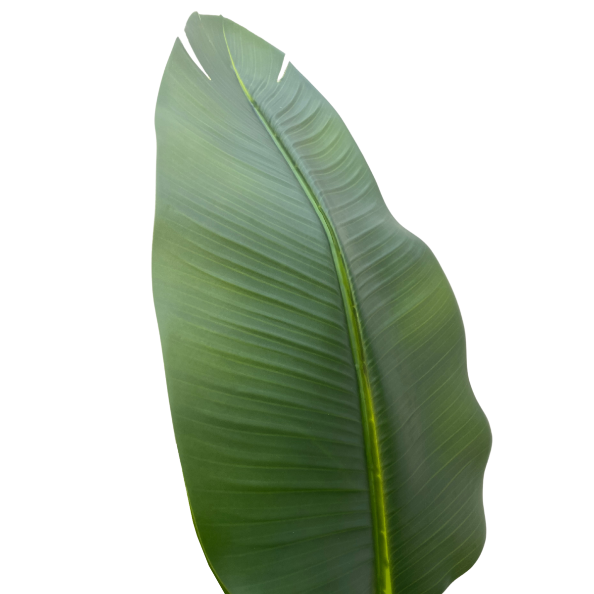Strelitzie Kunstpflanze 210cm