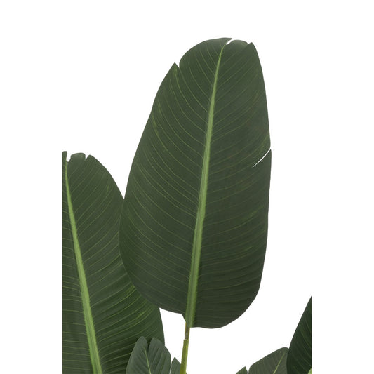 J-Line Strelitzia medium