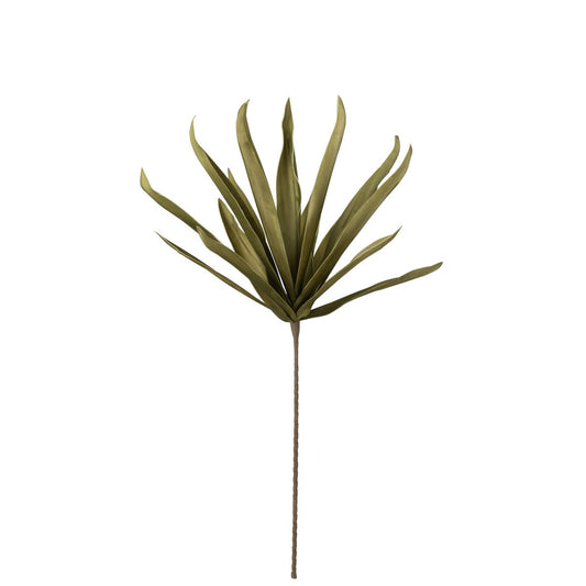 Bloem Eva met lange bladeren groen
