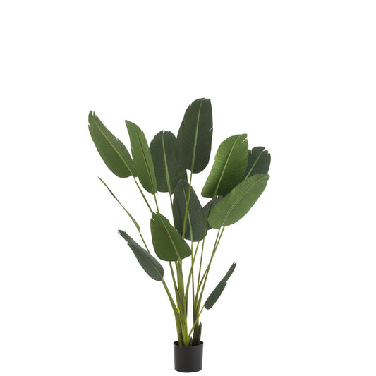 J-Line Strelitzia medium