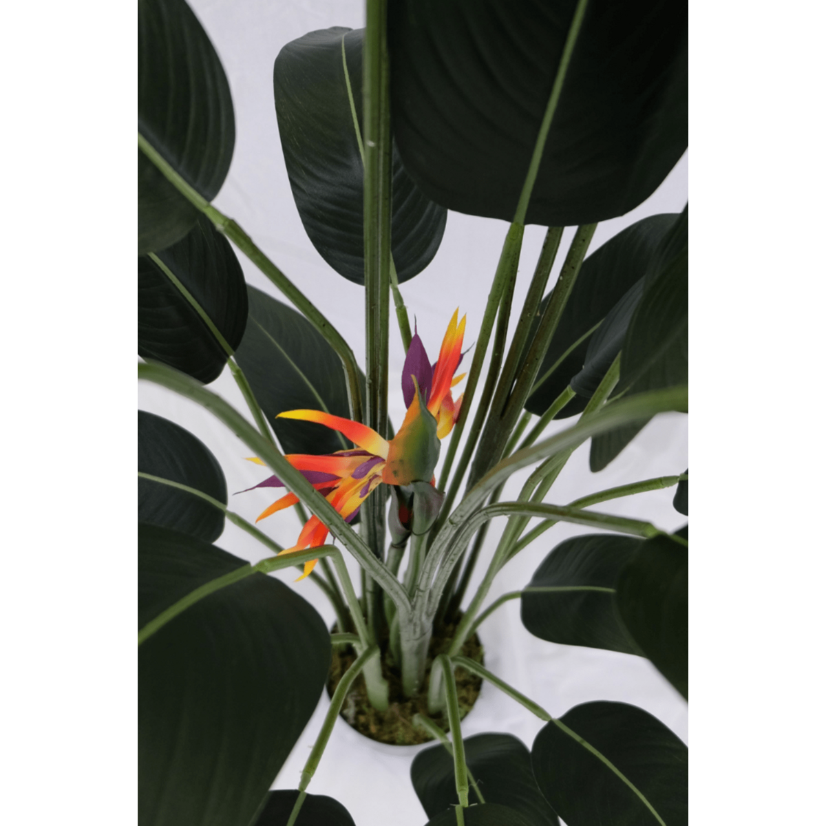 Strelitzia Kunstpflanze mit Blüte 160cm